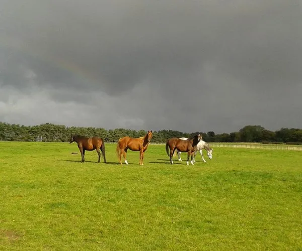 Horses in Field