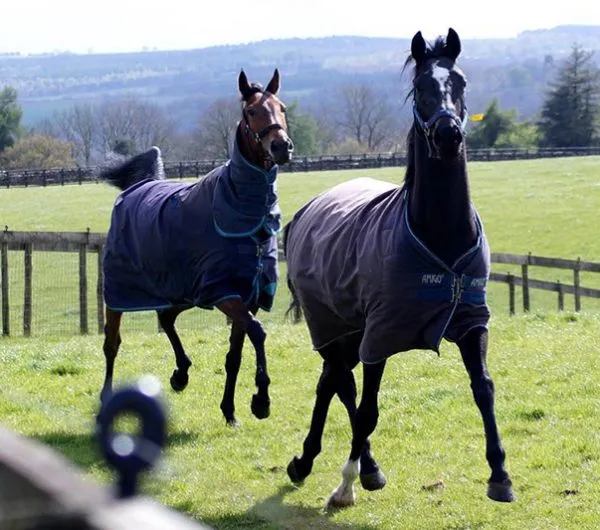 Horses Helmsley Cliff Stud