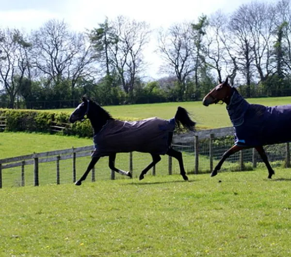 Galloping Horses Helmsley