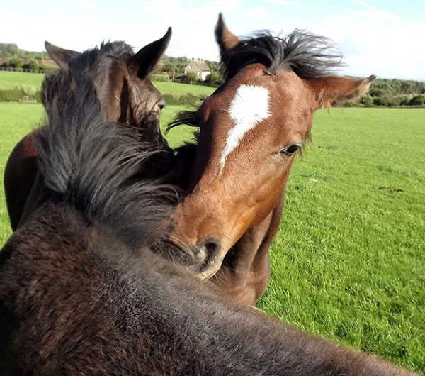 Cliff Stud Horses Helmsley