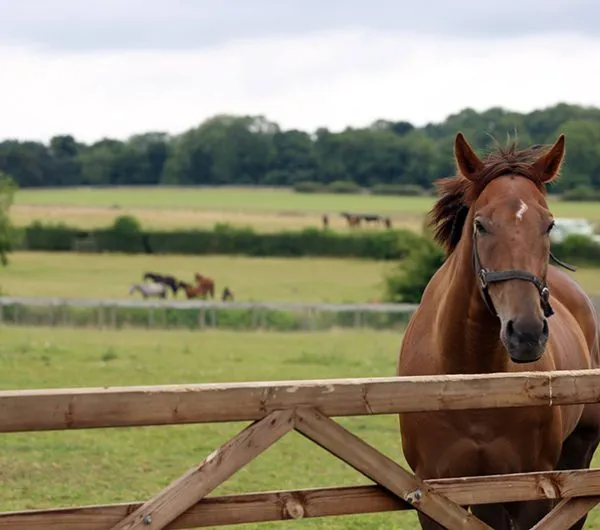 Cliff Stud Race Horses