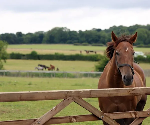 Cliff Stud Race Horses