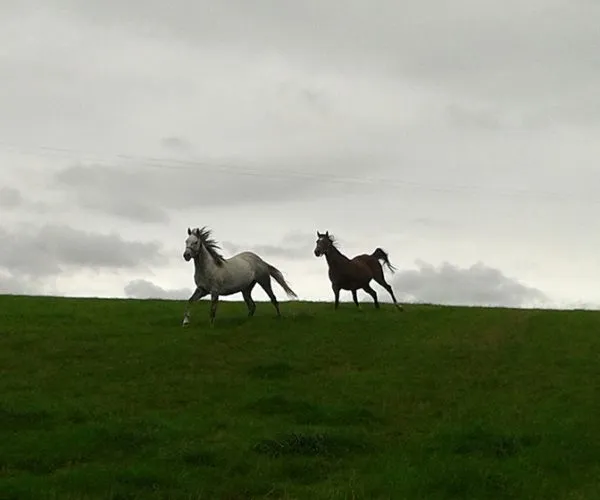 Cliff stud Horses