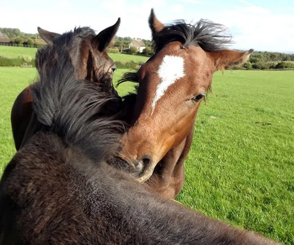 Cliff Stud Horses Helmsley